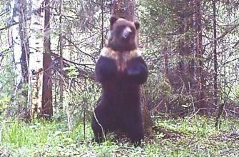 урал ловушка поймала танцующий медведь