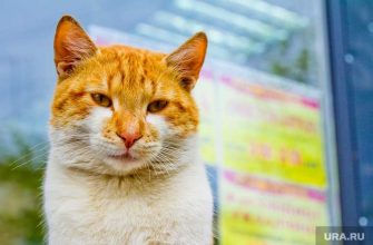 пермский кот выборы губернатора