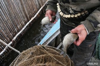 Тюмень гаффская болезнь Ачиры рыбалка