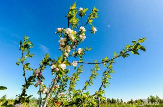 Екатеринбург мэрия садоводы Универсиада