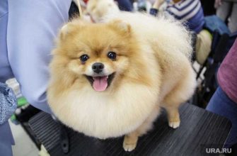 шпиц суд Екатеринбург переросший