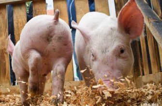 поддержка коронавирус Курган