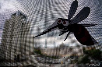 комариные укусы опасны