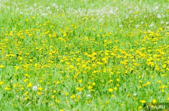 курганец в шоу Удивительные люди