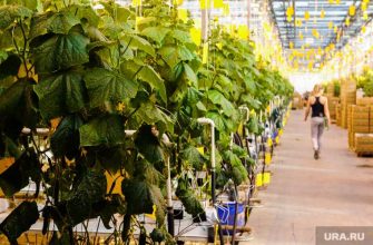 рестораны челябинск пандемия