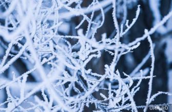 Челябинск деревья высаживают снег зима видео