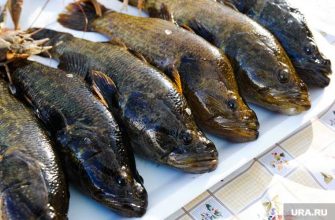 рыболовные предприятия ЯНАО сокращение квот на добычу рыбы