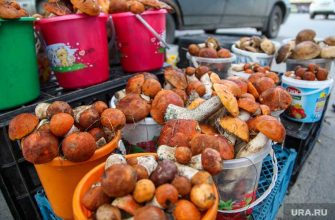 брусника штрафы сбор лес Минприроды