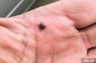 укус клеща