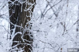 заморозки Курган