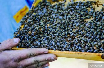 Россия возмещение ущерб пчеловодство отравление пожар восстановление государство