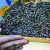 В Союзе пчеловодов РФ раскрыли, как спасти отрасль. Ответ Минсельхоза РФ