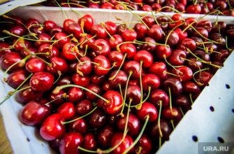 в Тюмень везут отравленные ягоды из Киргизии