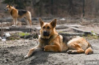 опасные собаки