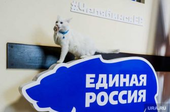 праймериз ер челябинская область оргкомитет