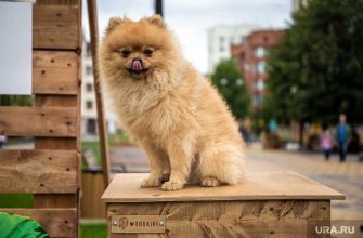 институт Стрелка