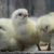 Три свердловские птицефабрики продают на Avito
