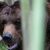 Туристы рассказали о нападении медведя в Красноярском крае. «Он ел тело нашего друга»